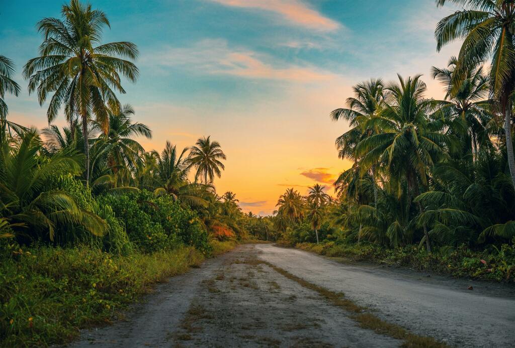 Rainforest during sunset, road